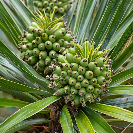Exploring the Efficacy of Saw Palmetto in Prostate Health: Insights from Recent Clinical Studies