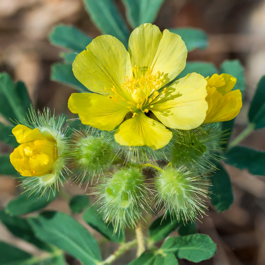Exploring the Potential of Tribulus Terrestris in Treating Male Sexual Dysfunction